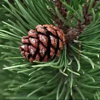 دنیایی در ابعاد کوچکتر