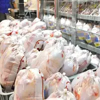 قیمت مرغ بر مدار گرانی