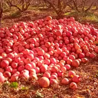 جشنواره ملی انار در کوهدشت برگزار می‌شود