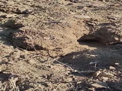 لونه موش در باغ بادام!