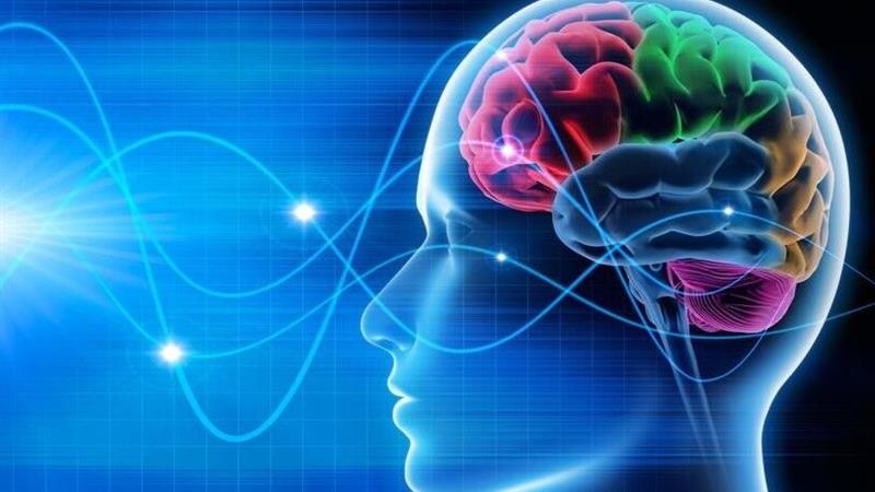 تنها پژوهشگاه علوم اعصاب شرق کشور در سمنان ایجاد میشود
