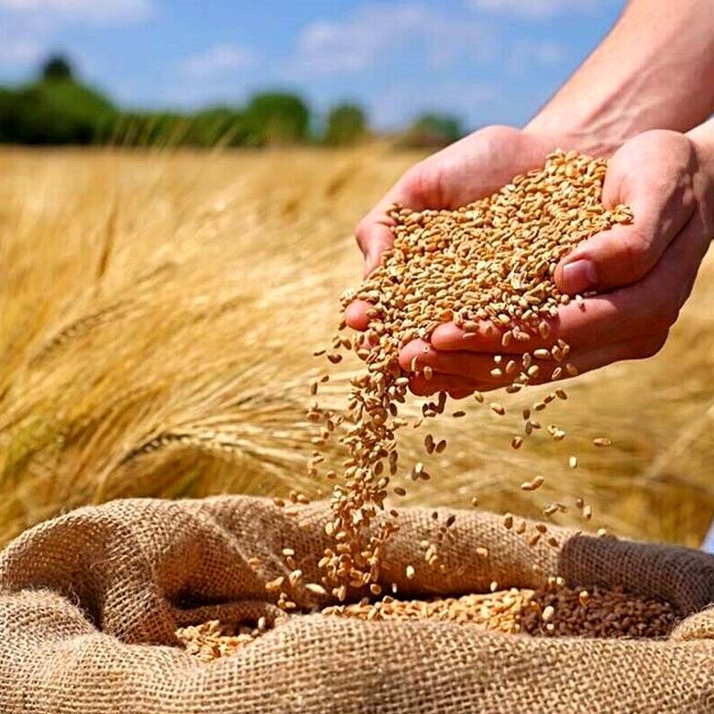 قیمت خرید تضمینی گندم کِی اعلام میشود؟