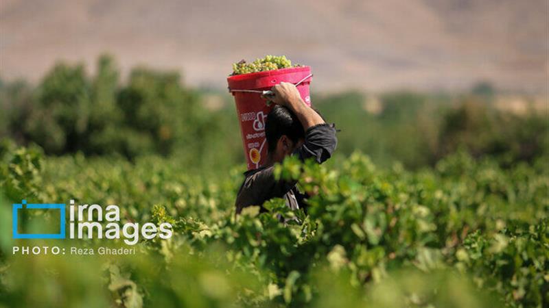 تکاپوی زندگی در میان تاکهای بجنورد