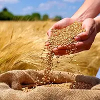 قیمت خرید تضمینی گندم کِی اعلام می‌شود؟