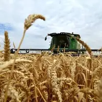 پایان جلسه شورای قیمت‌گذاری گندم، بدون نتیجه!