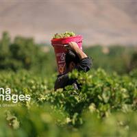 تکاپوی زندگی در میان تاک‌های بجنورد