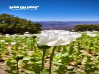 طبیعت زیبای رشته کوه های زاگرس