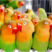 فرار بیش از ۵۰ پرنده در پی برخورد موتورسیکلت با قفس‌ها