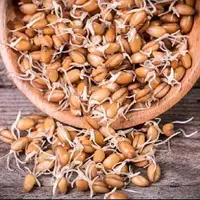 یک ماده موثر و مفید برای درمان سنگ کلیه جوانه گندم است