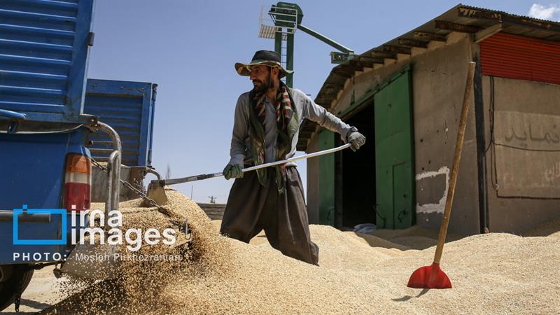 پرونده خرید گندم خراسان شمالی با خرید ۵۱ هزار تن بسته شد