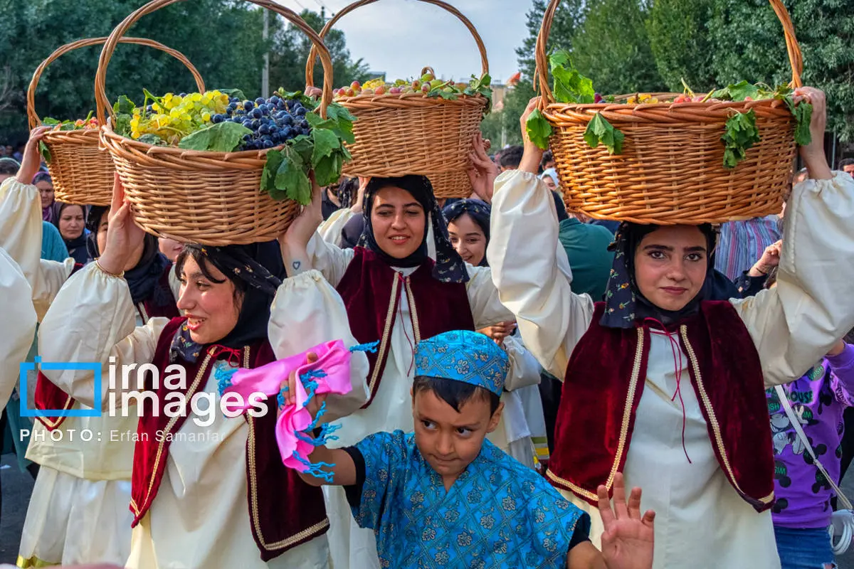 عکس/ پاییزِ شیرین تاکستان‌های قزوین