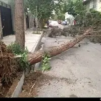 هشدار به شهروندان اصفهانی در مورد خطر سقوط درختان خشکیده