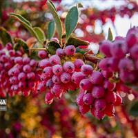 زرشک خراسان جنوبی؛ گنج پنهان ایران