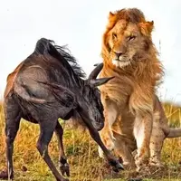 غفلت گوزن یالدار از حضور پادشاه