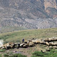 وعده استاندار سمنان برای پیگیری و رفع دغدغه‌های عشایر از وزیر جهادکشاورزی