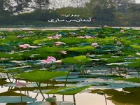 نیلوفرِ آبی در آبندانسر ساری