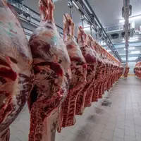 معاون وزیر جهاد: گوشت‌های آلوده، در گمرک توقیف شده است