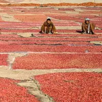 تصویری جالب از خشک کردن دانه‌های انار در افغانستان
