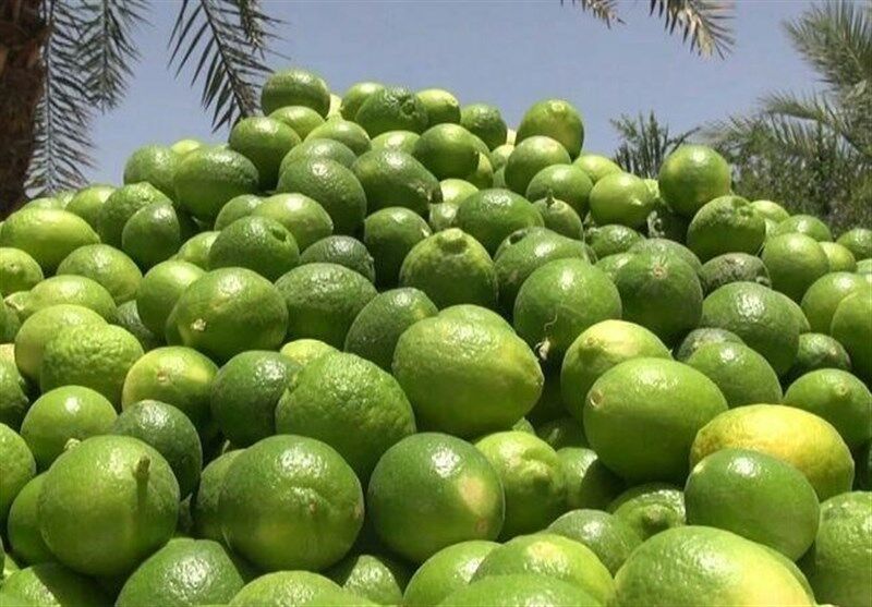 برداشت ۶۰ هزار تُن لیموترش از باغ‌های بوشهر