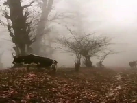 طبیعت زیبای مازندران