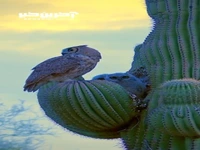 مکان عجیب لانه جغد