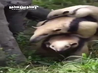 وقتی همه بار زندگی رو به دوش می‌کشی!