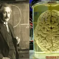 فناوری جدید چین می‌تواند به رمزگشایی مغز اینشتین کمک کند