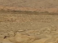 گشت و گذار آرام حیات وحش در رودانِ هرمزگان