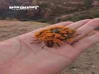استتار شگفت‌انگیز یک حشره
