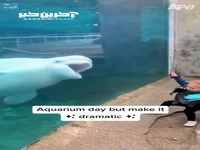 ما برای اولین بار شاهد «حس شوخ طبعی» در یک حیوان هستیم!