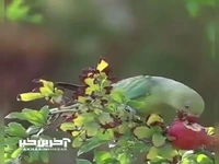 انار خوردن طوطی در باغ‌ ارم شیراز