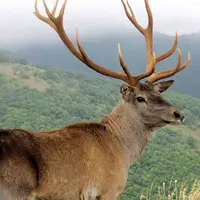 گوزنی که پرنده مرده خورد!