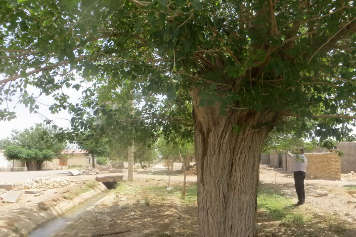 ثبت یک درخت توت کهنسال در فهرست آثار ملی