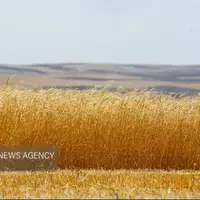 ۳۲۰۶ میلیارد تومان از مطالبات گندمکاران پرداخت شد