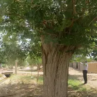 ثبت یک درخت توت کهنسال در فهرست آثار ملی