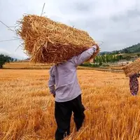 پرداخت ۹۵ درصدی مطالبات گندم کاران