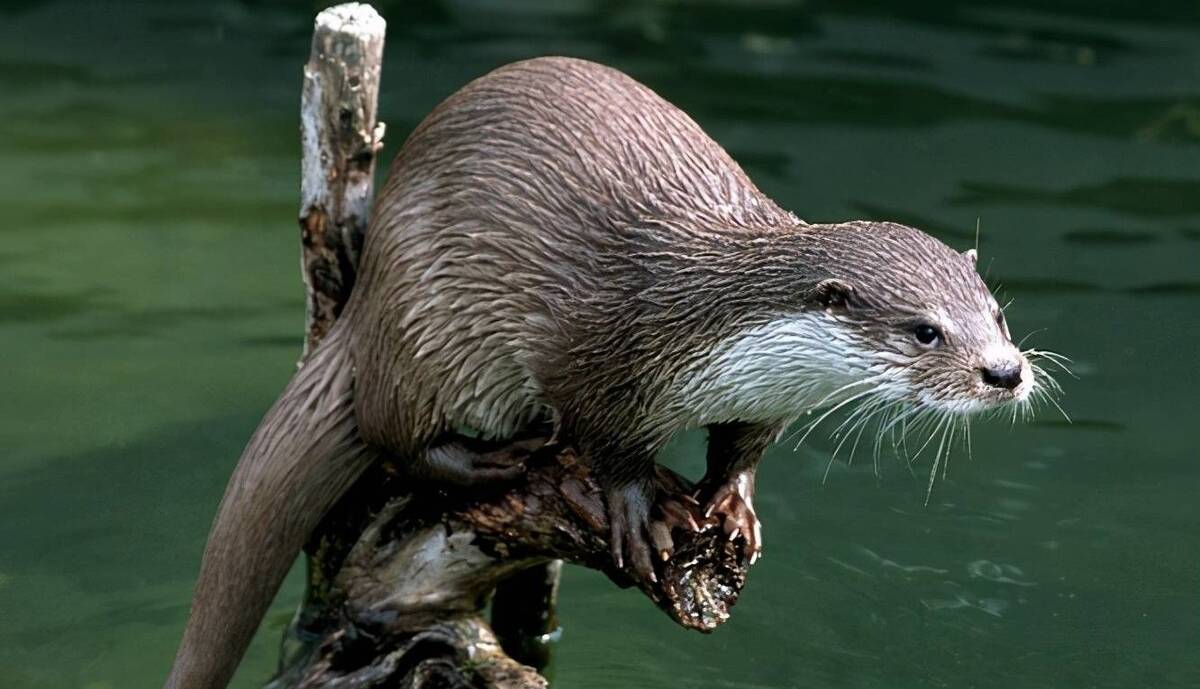 روش جالب سمورهای خوزستان برای خشک شدن