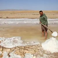 برداشت طلای سفید در دل کویر