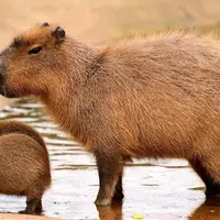 کاپیبارای باغ‌وحش مسکو دوقلو به دنیا آورد