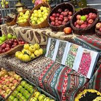 سیب مشگین‌شهر با جشنواره ملی معرفی شد