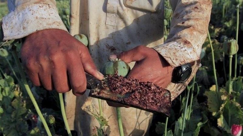 تضمین دولت درباره «کِشت بدون نَشت خشخاش» چیست؟