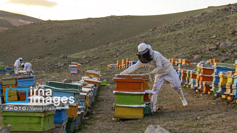 آغاز سرشماری زنبورستانهای خراسانشمالی