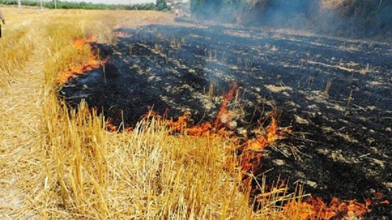 سوزانندگان کاه و کلش مزارع بیلهسوار به کاشت نهال محکوم شدند