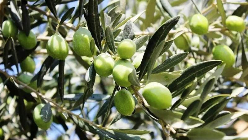 زنجان قطب زیتون ایران؛ پیشبینی برداشت ۲۵ هزار تن محصول از باغات طارم