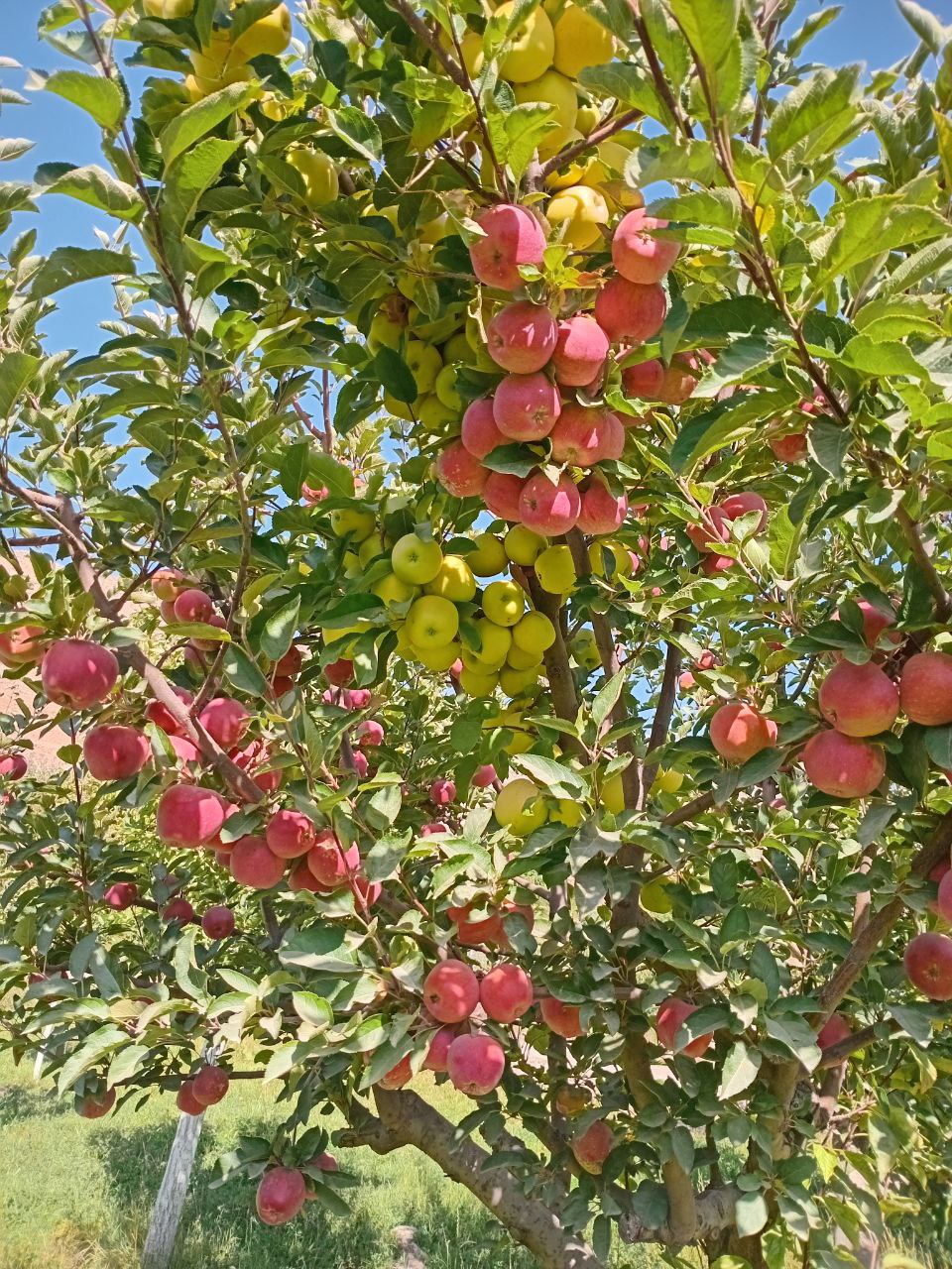 برداشت سیب در امرودک خراسان رضوی 