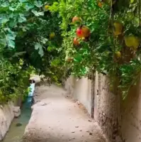 کوچه‌باغ‌های دیدنی تفت در یزد