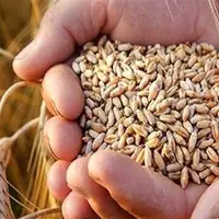 بلاتکلیفی کشاورزان در سایه بی‌توجهی دولت به تعیین قیمت گندم
