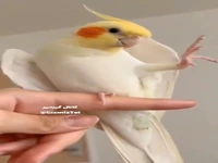 عجب اجرای زیبایی
