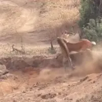 شکار ایمپالاها توسط پلنگ