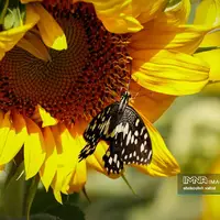 مزارع گل آفتابگردان در روزهای پاییزی